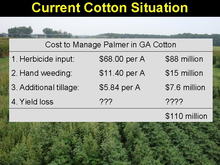 Current Cotton Situation Cost to Manage Palmer in GA Cotton 1. Herbicide input: $68.