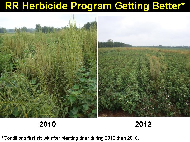 RR Herbicide Program Getting Better* 2010 2012 *Conditions first six wk after planting drier