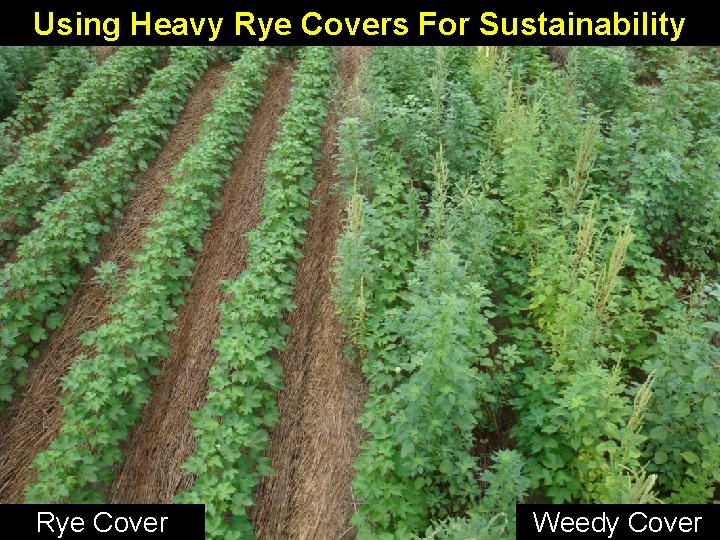 Using Heavy Rye Covers For Sustainability Rye Cover Weedy Cover 