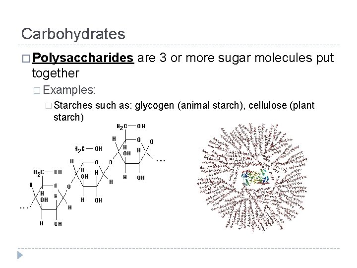 Carbohydrates � Polysaccharides are 3 or more sugar molecules put together � Examples: �