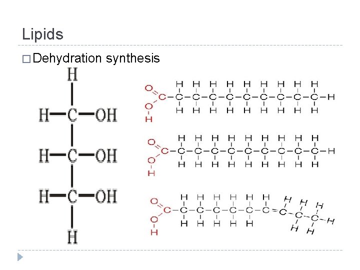 Lipids � Dehydration synthesis 