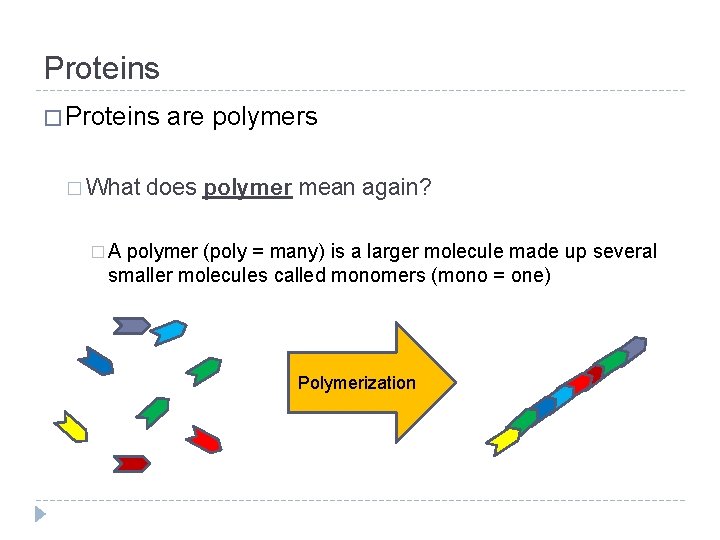 Proteins � What are polymers does polymer mean again? �A polymer (poly = many)