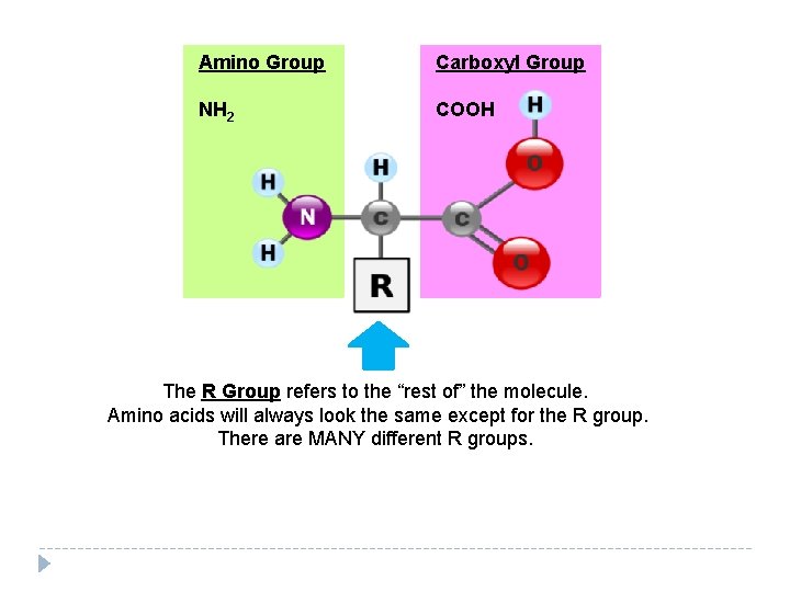 Amino Group Carboxyl Group NH 2 COOH The R Group refers to the “rest