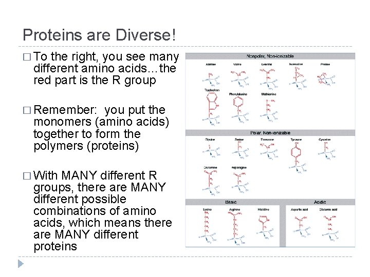 Proteins are Diverse! � To the right, you see many different amino acids…the red