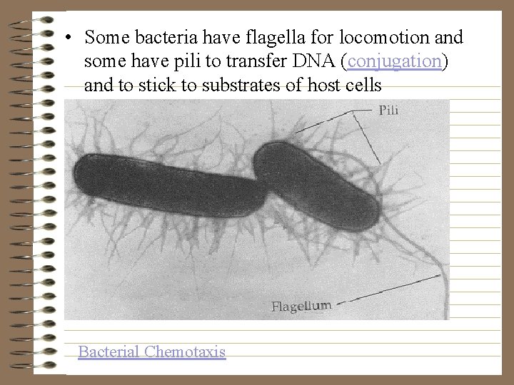  • Some bacteria have flagella for locomotion and some have pili to transfer