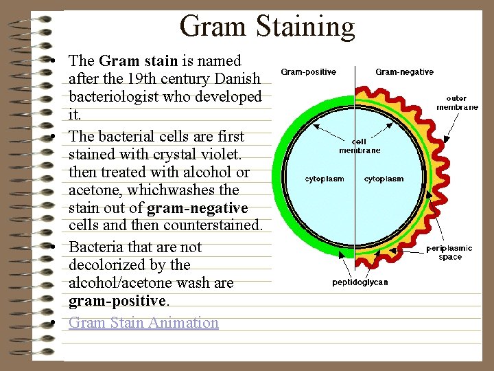 Gram Staining • The Gram stain is named after the 19 th century Danish