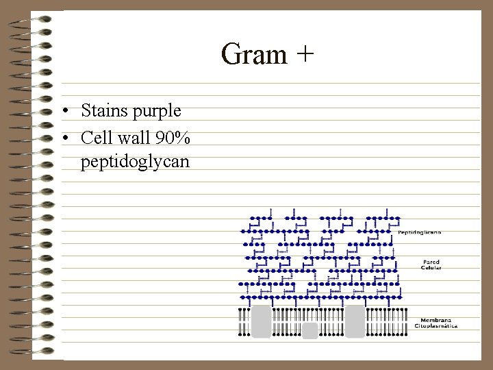 Gram + • Stains purple • Cell wall 90% peptidoglycan 