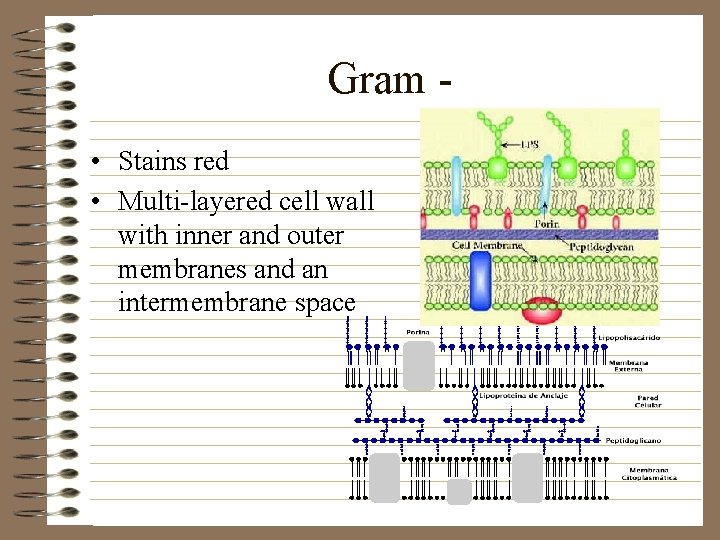 Gram • Stains red • Multi-layered cell wall with inner and outer membranes and