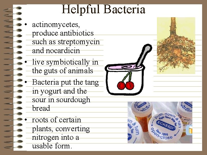 Helpful Bacteria • actinomycetes, produce antibiotics such as streptomycin and nocardicin • live symbiotically