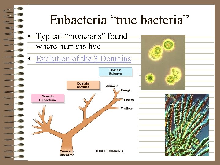 Eubacteria “true bacteria” • Typical “monerans” found where humans live • Evolution of the