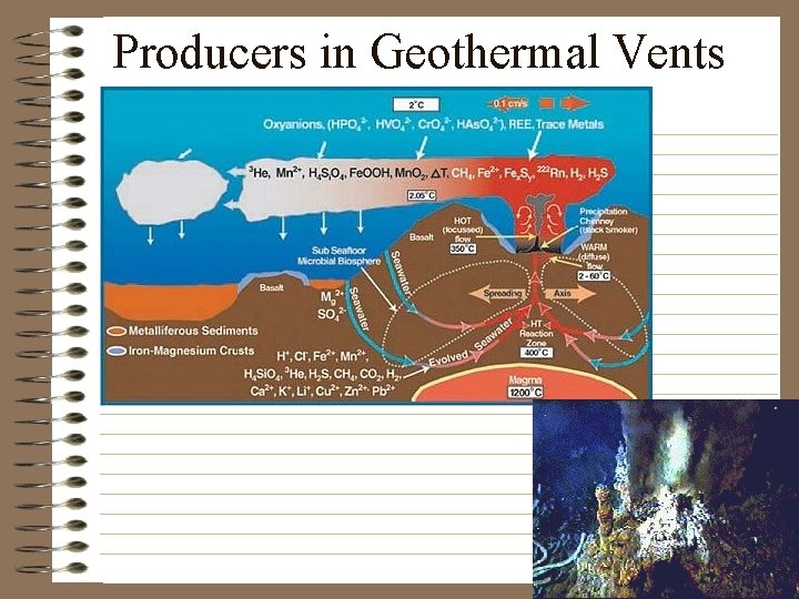 Producers in Geothermal Vents 