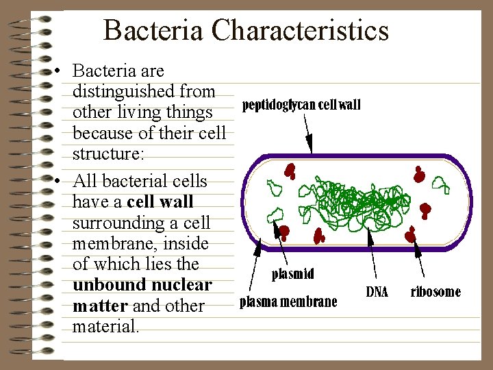 Bacteria Characteristics • Bacteria are distinguished from other living things because of their cell