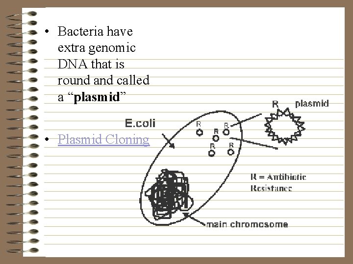  • Bacteria have extra genomic DNA that is round and called a “plasmid”