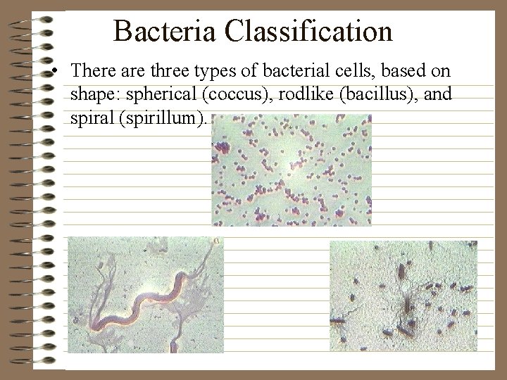 Bacteria Classification • There are three types of bacterial cells, based on shape: spherical