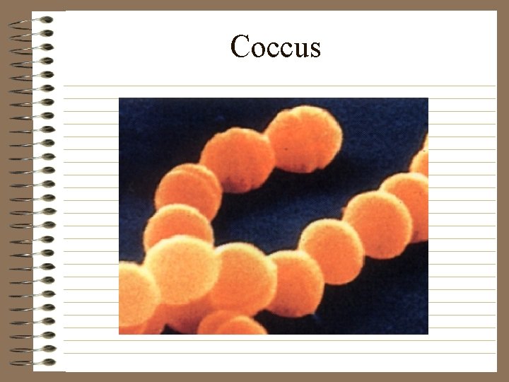 Coccus 