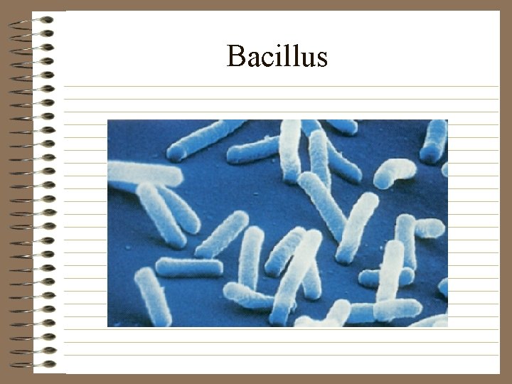 Bacillus 