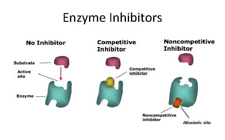 Enzyme Inhibitors Allosteric site 