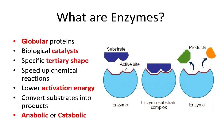 What are Enzymes? Globular proteins Biological catalysts Specific tertiary shape Speed up chemical reactions