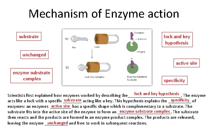 Mechanism of Enzyme action substrate lock and key hypothesis unchanged active site enzyme substrate