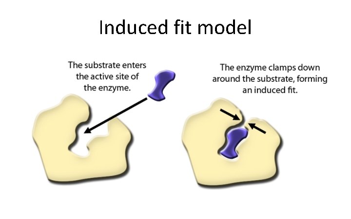 Induced fit model 
