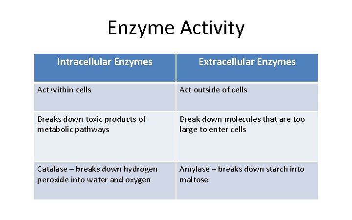 Enzyme Activity Intracellular Enzymes Extracellular Enzymes Act within cells Act outside of cells Breaks