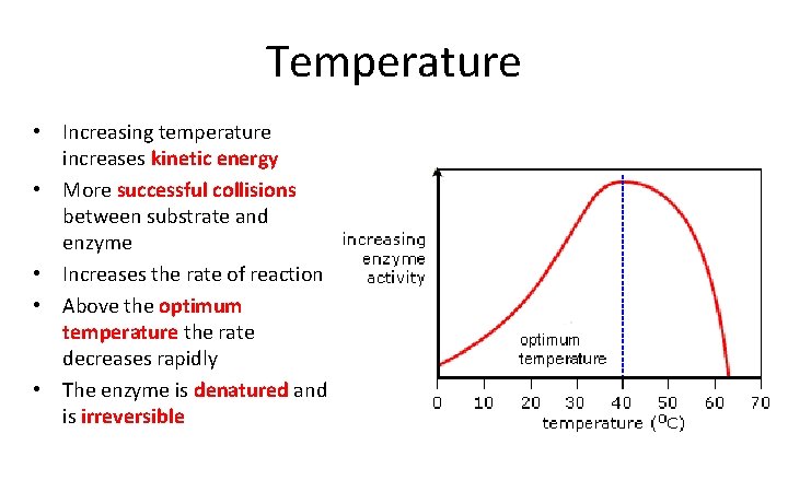 Temperature • Increasing temperature increases kinetic energy • More successful collisions between substrate and