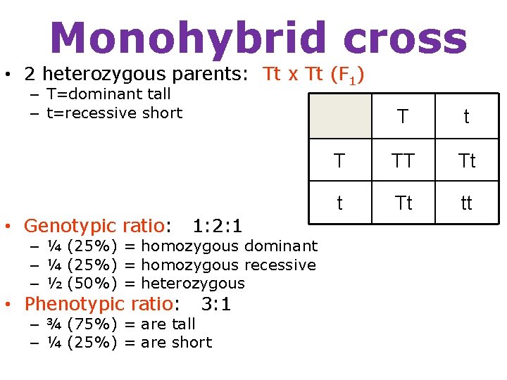 Monohybrid cross • 2 heterozygous parents: Tt x Tt (F 1) – T=dominant tall