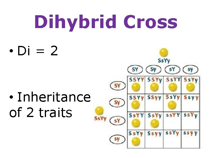 Dihybrid Cross • Di = 2 • Inheritance of 2 traits 