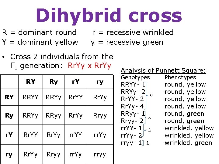 Dihybrid cross R = dominant round Y = dominant yellow r = recessive wrinkled