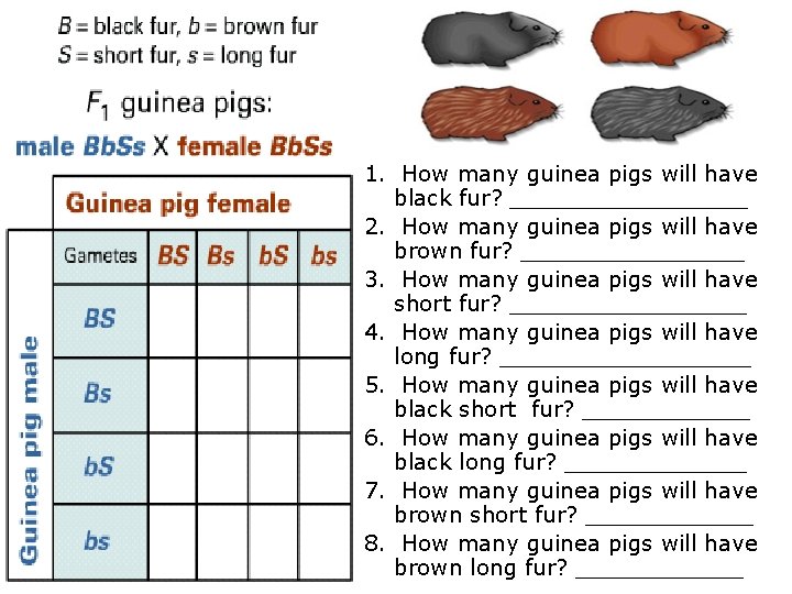 1. How many guinea pigs will have black fur? _________ 2. How many guinea