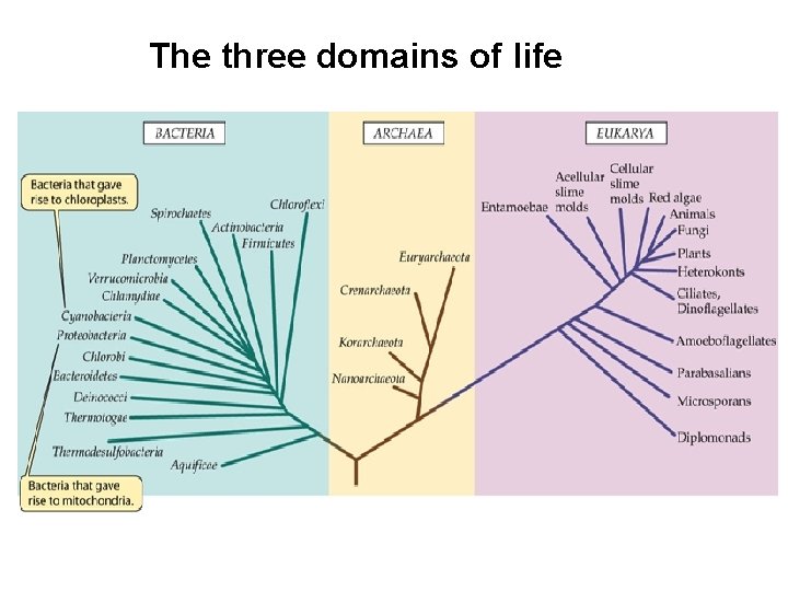The three domains of life 