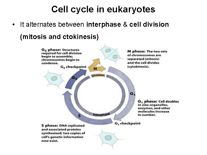 Cell cycle in eukaryotes • It alternates between interphase & cell division (mitosis and