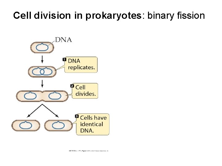 Cell division in prokaryotes: binary fission 