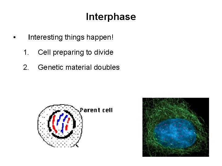 Interphase • Interesting things happen! 1. Cell preparing to divide 2. Genetic material doubles