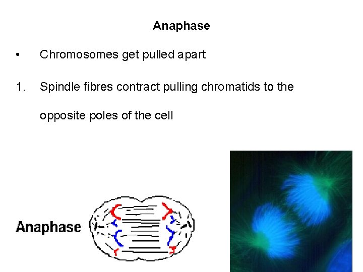 Anaphase • Chromosomes get pulled apart 1. Spindle fibres contract pulling chromatids to the