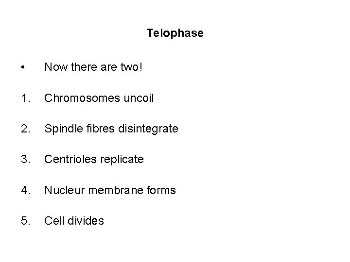 Telophase • Now there are two! 1. Chromosomes uncoil 2. Spindle fibres disintegrate 3.