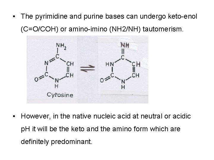  • The pyrimidine and purine bases can undergo keto-enol (C=O/COH) or amino-imino (NH