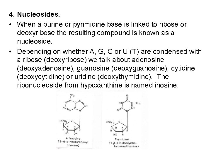 4. Nucleosides. • When a purine or pyrimidine base is linked to ribose or