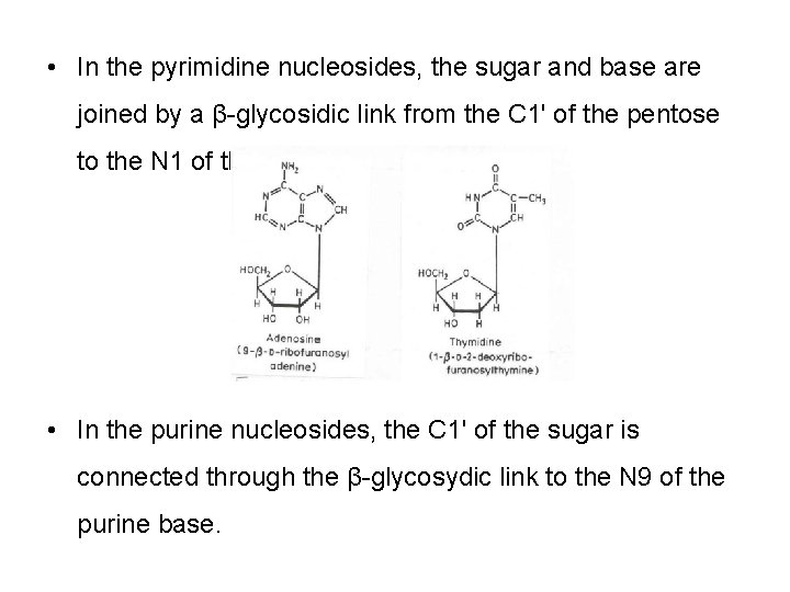  • In the pyrimidine nucleosides, the sugar and base are joined by a