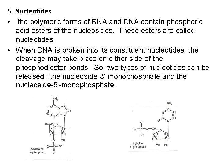 5. Nucleotides • the polymeric forms of RNA and DNA contain phosphoric acid esters