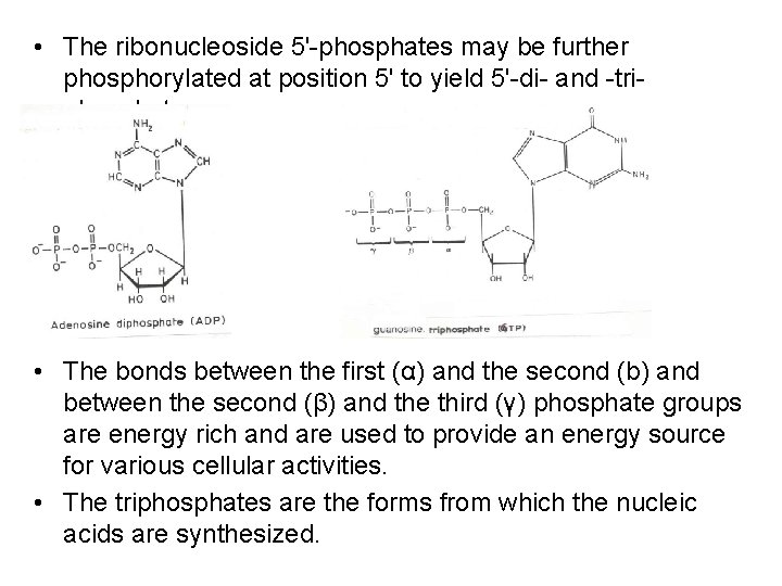  • The ribonucleoside 5'-phosphates may be further phosphorylated at position 5' to yield