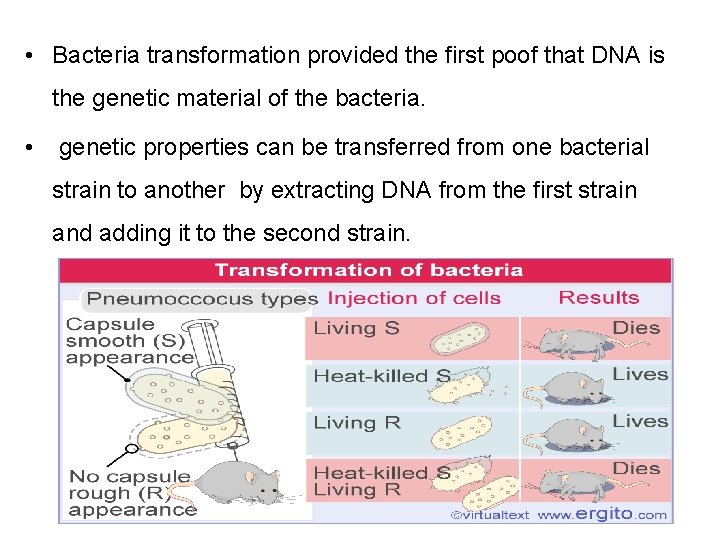  • Bacteria transformation provided the first poof that DNA is the genetic material