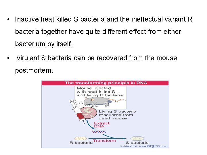  • Inactive heat killed S bacteria and the ineffectual variant R bacteria together