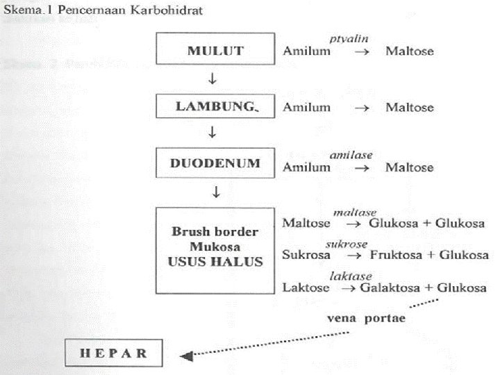 Metabolisme Karbohidrat 