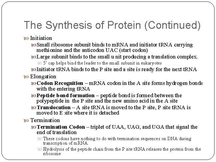 The Synthesis of Protein (Continued) Initiation Small ribosome subunit binds to m. RNA and