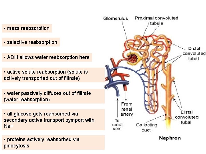  • mass reabsorption • selective reabsorption • ADH allows water reabsorption here •