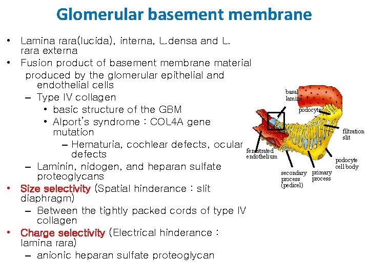 Glomerular basement membrane • Lamina rara(lucida), interna, L. densa and L. rara externa •