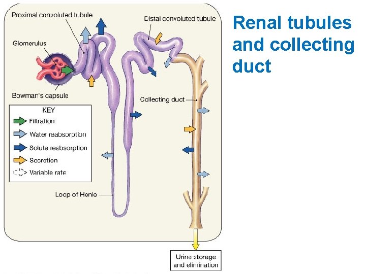Renal tubules and collecting duct 