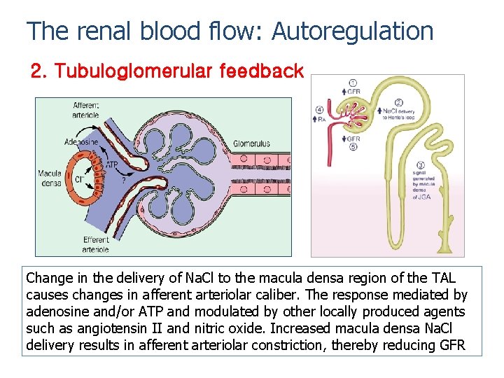 The renal blood flow: Autoregulation 2. Tubuloglomerular feedback Change in the delivery of Na.