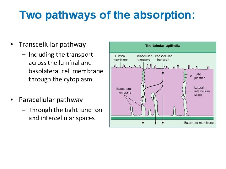 Two pathways of the absorption: • Transcellular pathway – Including the transport across the
